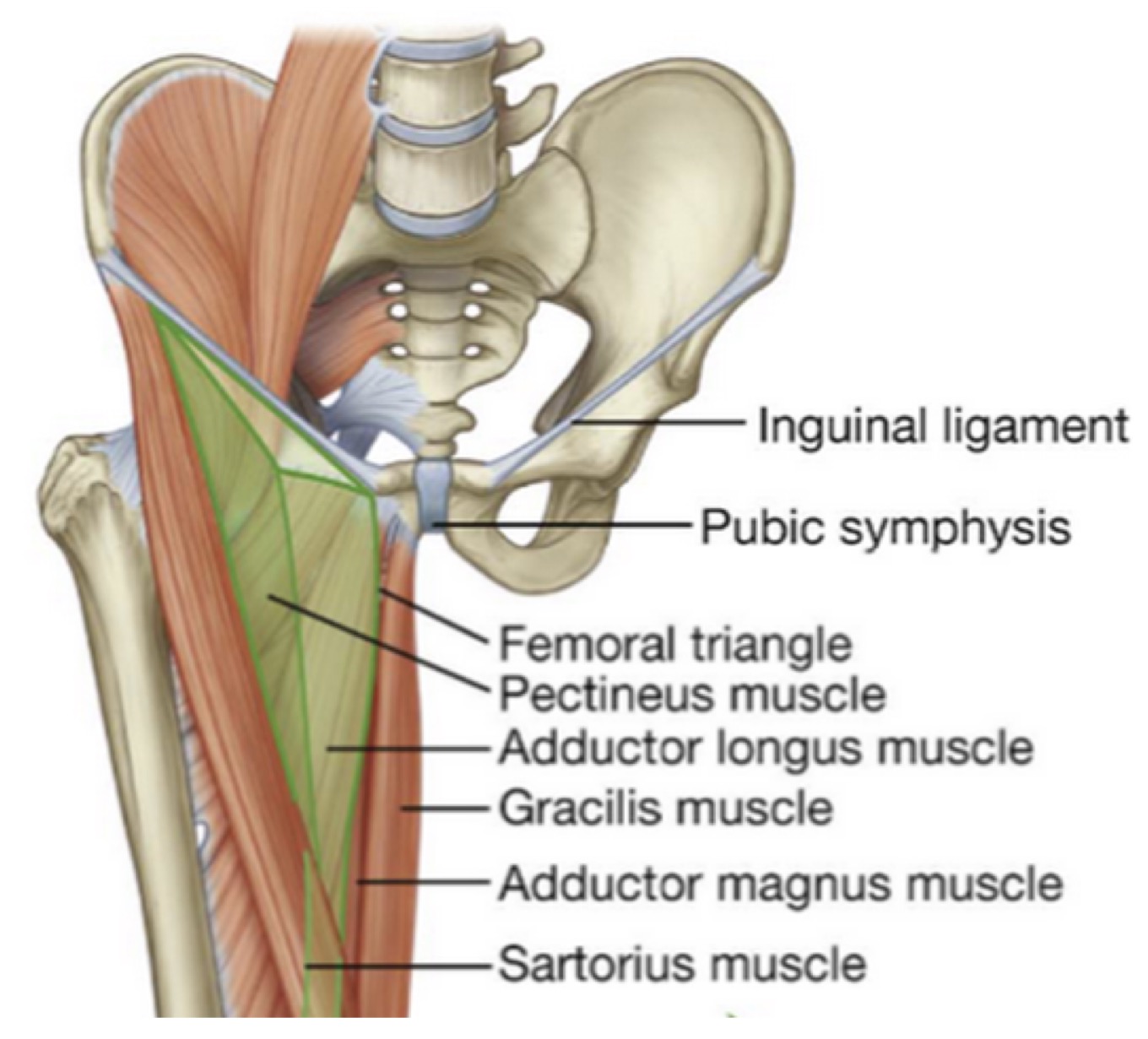 <ul><li><p>Triangular space in the superoanterior third of the thigh; found at the junction b/w the trunk &amp; the lower limb</p></li><li><p>Femoral artery pulse can be palpated here</p></li></ul><p></p>