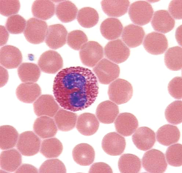 <p>what WBC is the big one? what is its cell type? functions?</p>