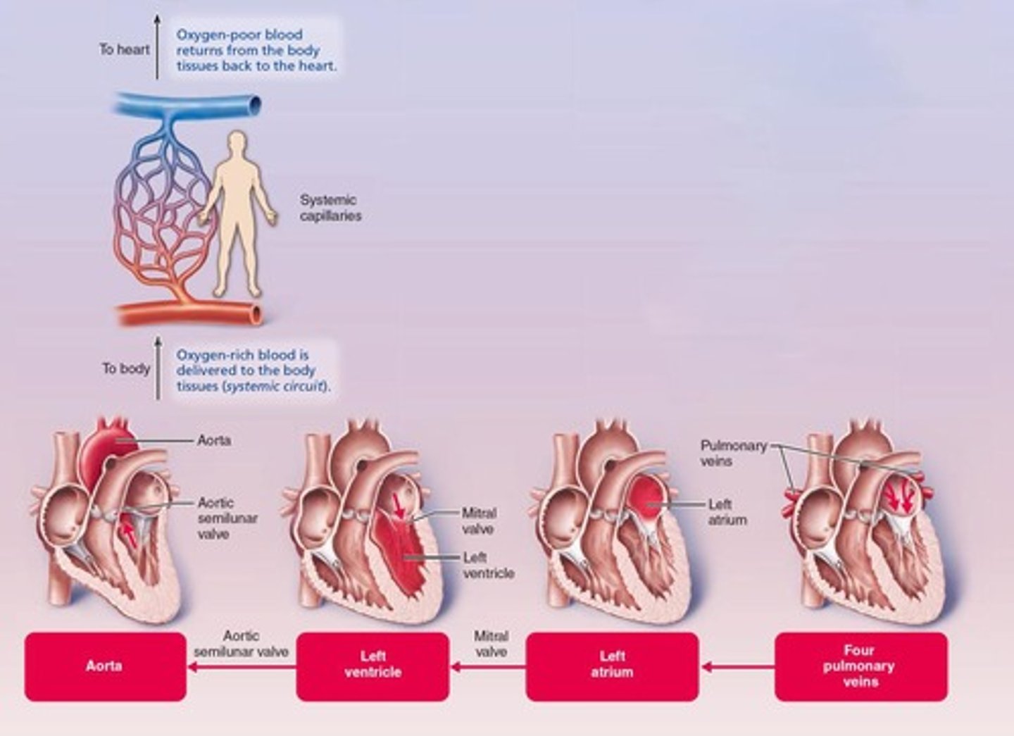 <p>It carries blood to and from body tissues to deliver O2 and pick up CO2.</p>