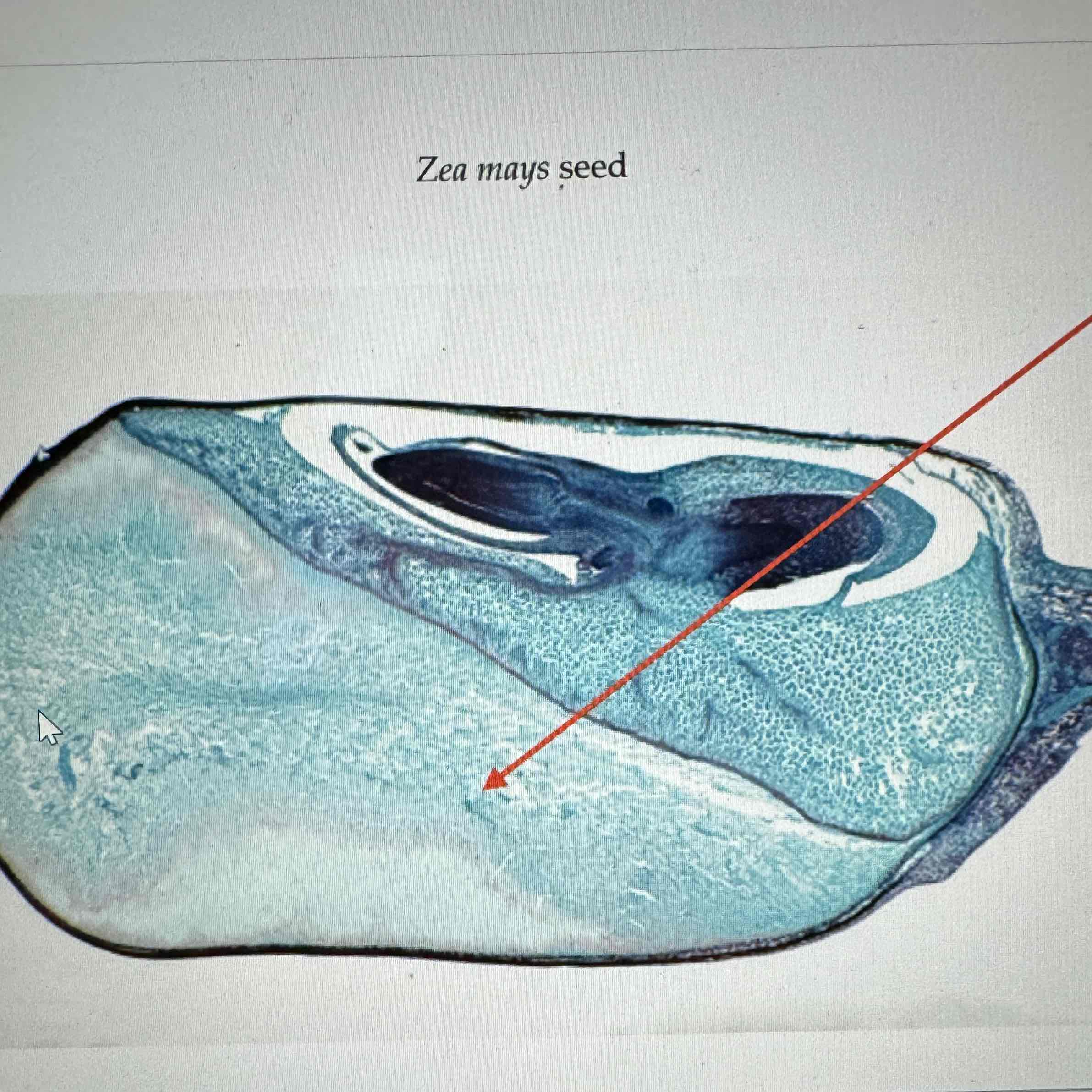 <p>what is the ploidy of the cross section of the Angiosperm corn seed</p>