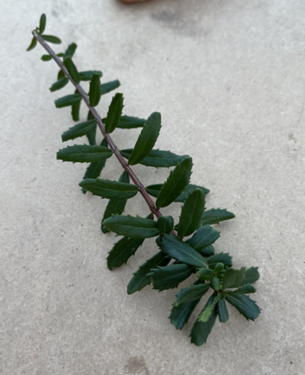 <p>spinose margin, unique af, small long leaves</p>