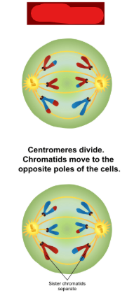 <p>The phase in meiosis 2 at which the meiotic spindle pulls sister chromatids apart. This is the same as anaphase in mitosis but done on chromosomes which have crossed over and exchanged tags.</p>