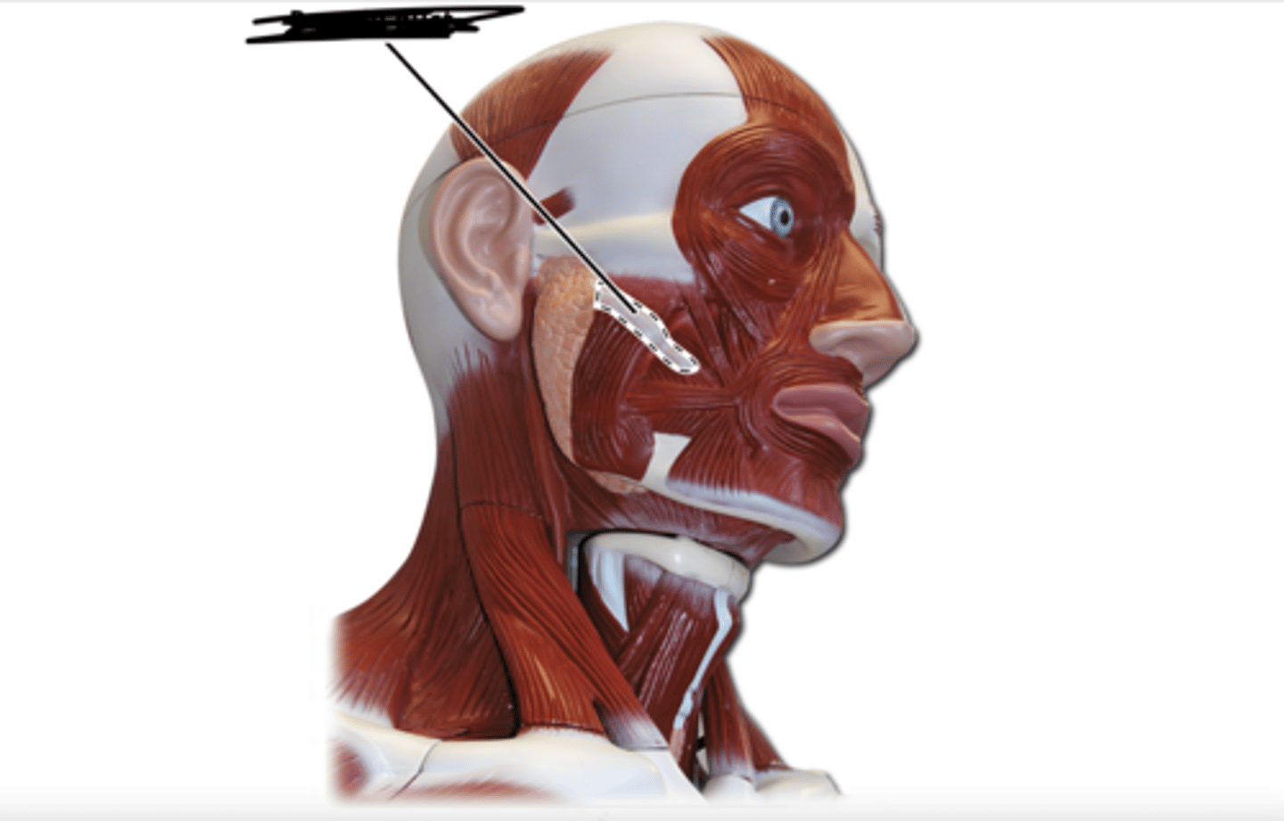 <p>What is this body feature?</p>