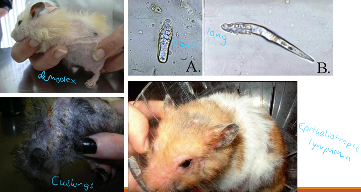 <p>Often present with alopecia, pruritus, masses, ulcers and scabs, inflamed area of skin</p><p>Stress/immunosuppression often a trigger</p><p>Demodex criceti, aurati - Ivermectin SC<br>Hyperadrenocorticism - look for PUPD, cortisol levels<br>Epitheliotropic Lymphoma - syrians, skin biopsy, prednisolone<br>Bacterial dermatitis<br>Hypothyroidism<br>Skin Abscesses<br>Skin Neoplasia - melanomas, fibromas, papillomas<br>Ringworm<br>Other external parasites - Ivermectin SC</p><p>Treatment - meloxicam, antibiotics (TMP + sulpha, marbofloxacin)</p>