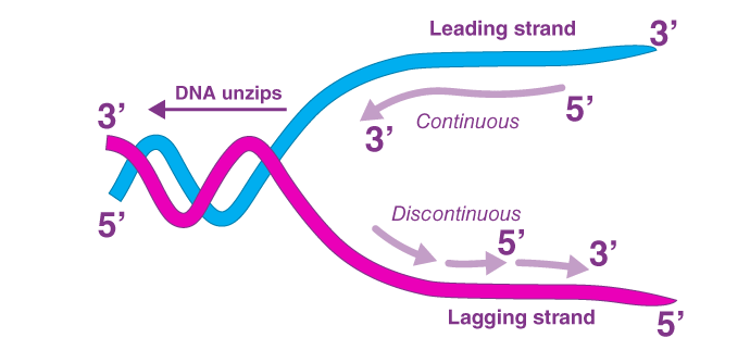 <p>CANNOT be replicated continuously!! must be synthesized in short strands called Okazaki Fragments</p>