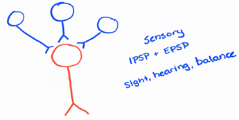 <p><span>-</span><span style="font-size: 7pt; font-family: &quot;Times New Roman&quot;">&nbsp;&nbsp;&nbsp;&nbsp;&nbsp;&nbsp;&nbsp; </span>A lot of neurons going to one / receiving signals from multiple neurons (spatial summation)</p><p class="MsoListParagraphCxSpMiddle"><span>-</span><span style="font-size: 7pt; font-family: &quot;Times New Roman&quot;">&nbsp;&nbsp;&nbsp;&nbsp;&nbsp;&nbsp;&nbsp; </span>Mostly sensory (IPSP and EPSP)</p><p class="MsoListParagraphCxSpLast"><span>-</span><span style="font-size: 7pt; font-family: &quot;Times New Roman&quot;">&nbsp;&nbsp;&nbsp;&nbsp;&nbsp;&nbsp;&nbsp; </span>Sight, hearing, balance</p>