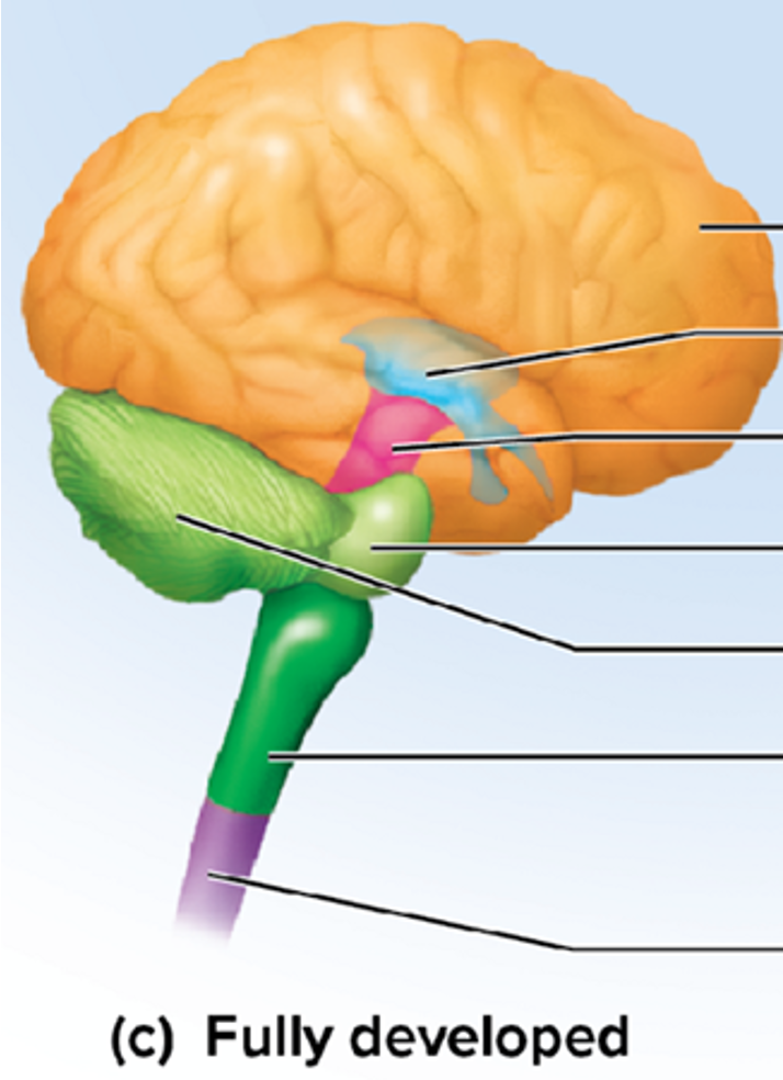<p>"toward the tail" - spinal cord, lower</p><p>Purple part</p><p>the part where the purple and green meet is the foramen magnum</p>