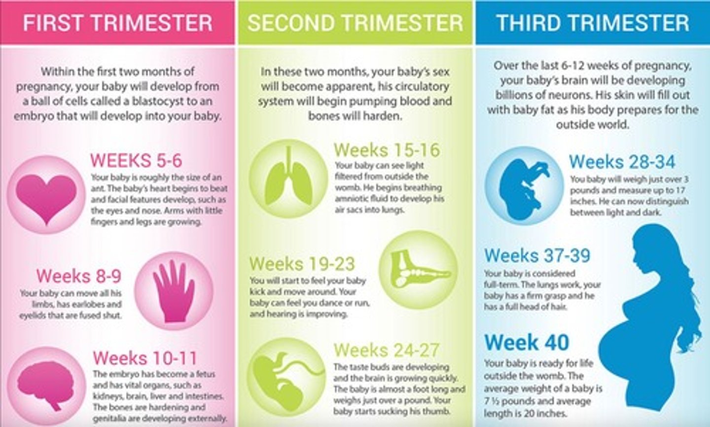 <p>Period of organ and tissue development.</p>