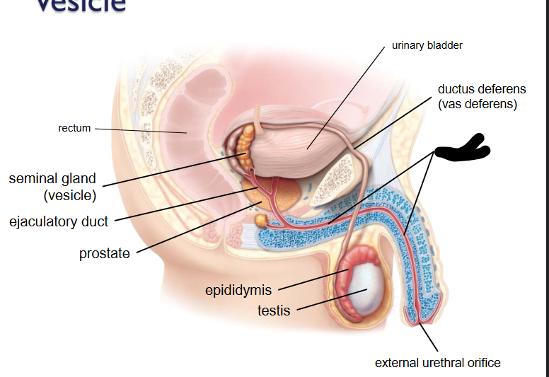 <p>What is this within the Reproductive Ducts?</p>
