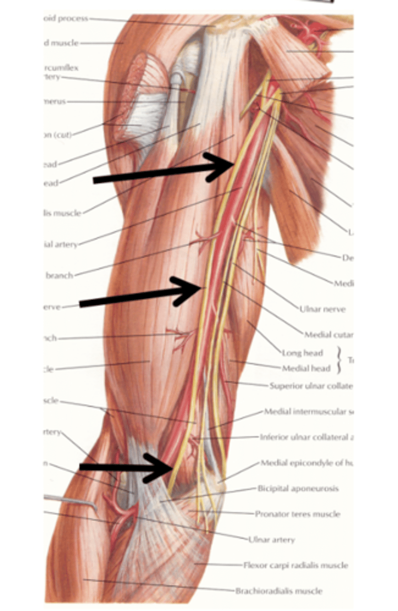 <p>cubital fossa</p><p>medial</p>