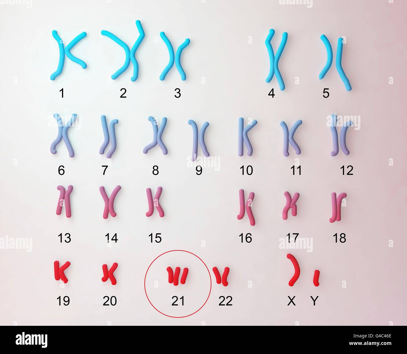 A visual representation of chromosomes used to detect abnormalities.