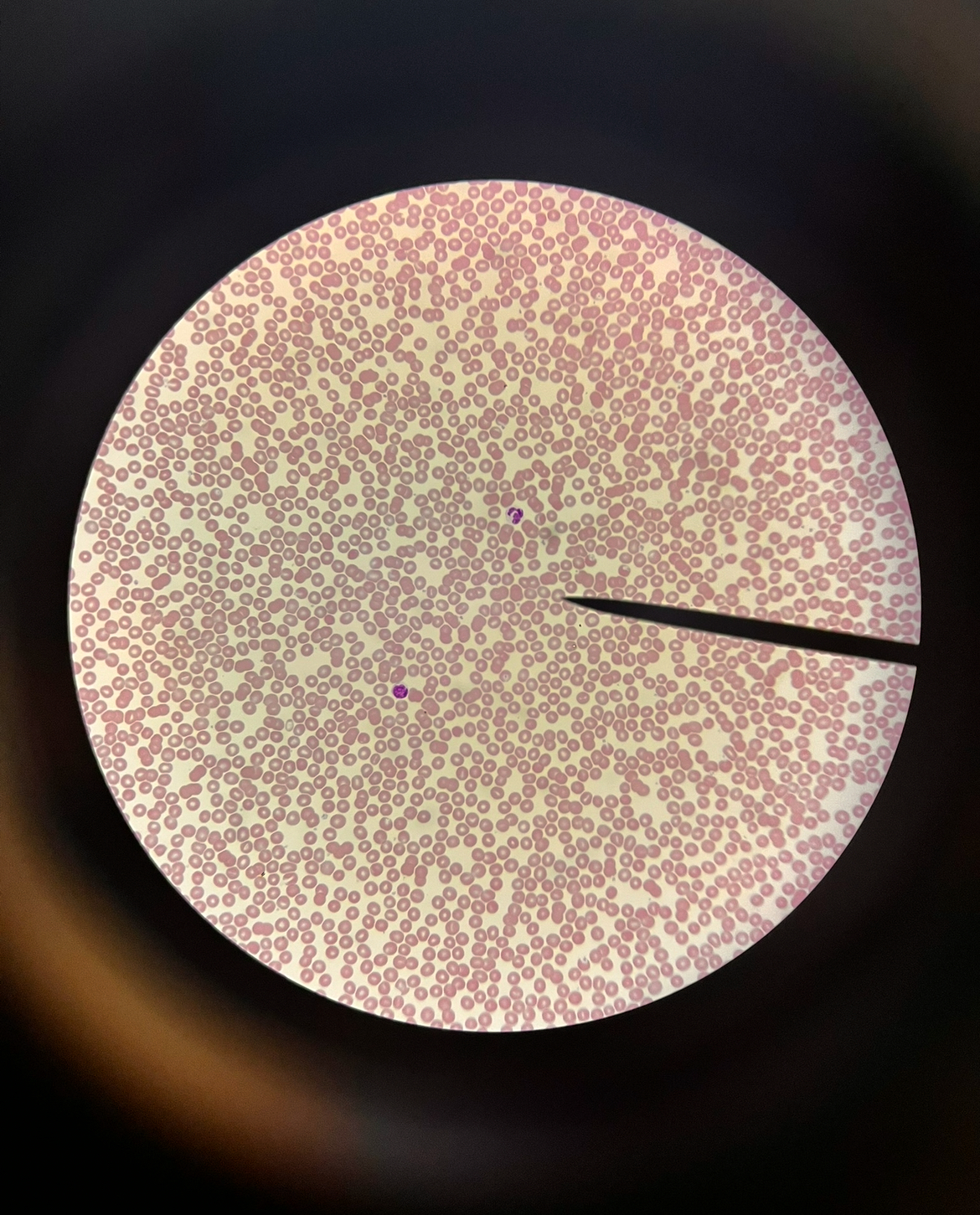 <p><span>Name the structure at the tip of the pointer.</span></p><p><span>﻿﻿What is the purpose of "a"?</span></p><p><span>Name the tissue.</span></p>