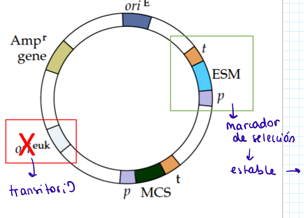 <p>Plásmido para transinfectar células animales</p><ul><li><p>E. coli: ORI, gen de resistencia a la ampicilina,</p></li><li><p>Animal: eukaryotic selection marker (ESM) (ble, pac, neo)</p></li></ul><p>Estable y no replicativo</p><p>Cassette de expresión: promotor, MCS y terminador</p>