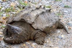<p><strong>Snapping turtles</strong>, THICK cardboard like shell (not hard, not flexible), big head and bulky legs, bottom dwellers (AQUATIC)(common snapping turtles forage, snapping turtles are a wait and eat), carnivorous, will SNAP if disturbed, some get large, used for turtle soup</p>