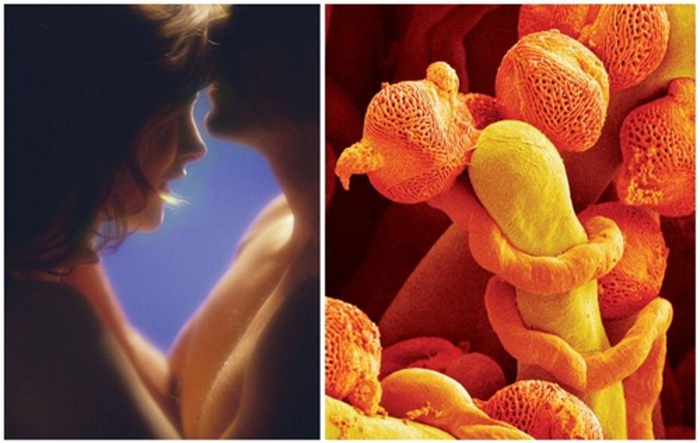 <p>Pollen grains carry male gametes to the ovary where female gametes are located.</p>