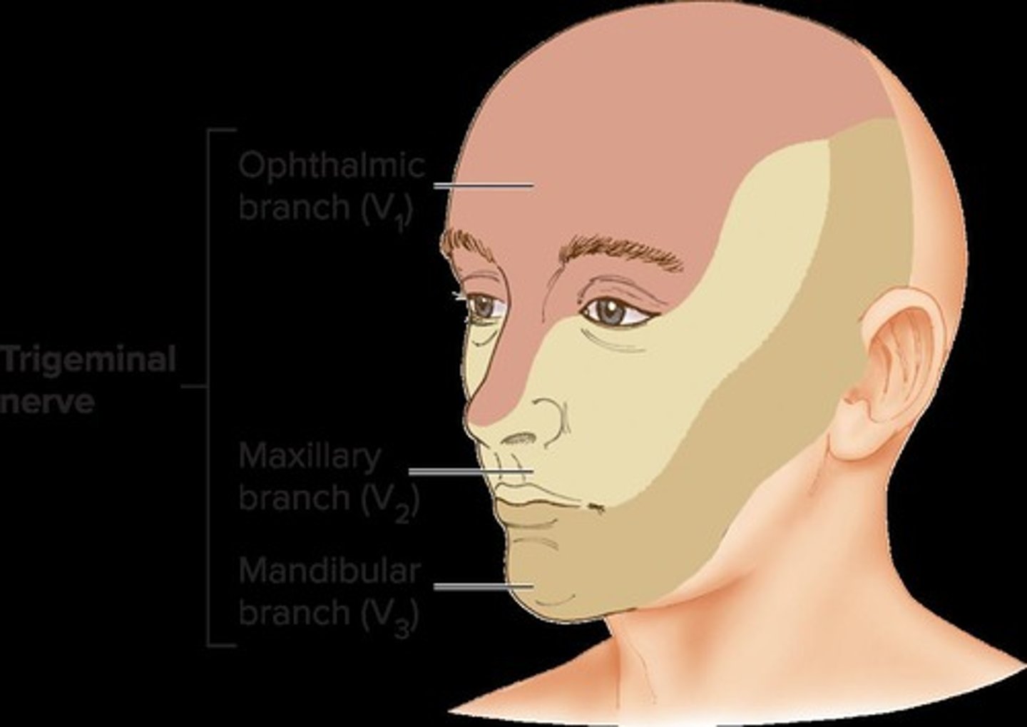 <p>Ophthalmic, maxillary, and mandibular branches.</p>