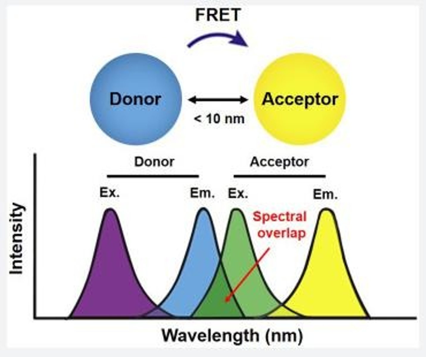 <p>Fluorescence Resonance Energy Transfer - uses the addition of two different fluorophores to identify a change in distance. The donor fluorophore will donate energy to the acceptor if they are in close contact, which results in an increase in fluorescence. In contrast, if the fluorophores are far away from each other there will be a decrease in fluorescence.</p>