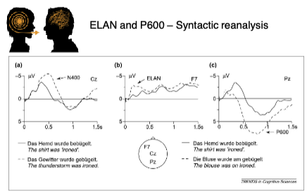 <p class=""><strong>ELAN = automatic</strong></p><p class=""><strong>p600 = controlled</strong></p><p class=""></p><p class=""><strong>ELAN (Early Left Anterior Negativity):</strong></p><ul><li><p class="">Appears ~200ms</p></li><li><p class="">Reflects early <strong>automatic</strong> syntactic structure building</p></li><li><p class="">Shown when sentence violates expected word category</p></li></ul><p></p><p class=""><strong>P600:</strong></p><ul><li><p class="">Appears ~600ms</p></li><li><p class="">Reflects <strong>controlled</strong> syntactic reanalysis or repair</p></li><li><p class="">Linked to <strong>conscious syntactic processing</strong> (e.g., garden-path sentences)</p></li></ul><div data-type="horizontalRule"><hr></div><p><span data-name="brain" data-type="emoji">🧠</span> ELAN vs. P600 — Two Stages of Syntactic Processing </p><p>These are <strong>ERP components</strong> observed during <strong>sentence processing</strong>, especially in response to <strong>syntactic violations</strong>.</p><p> </p><p><span data-name="small_blue_diamond" data-type="emoji">🔹</span> <strong>ELAN (Early Left Anterior Negativity)</strong> </p><ul><li><p><strong>When:</strong> ~200 milliseconds after the critical word</p></li><li><p><strong>Where:</strong> Left frontal regions of the brain</p></li><li><p><strong>What it reflects:</strong><br><span data-name="arrows_counterclockwise" data-type="emoji">🔄</span> <strong>Automatic</strong>, fast parsing of syntax<br><span data-name="bricks" data-type="emoji">🧱</span> <strong>Structure building</strong> — e.g., identifying whether the incoming word fits the expected grammatical structure</p></li></ul><p> <span data-name="warning" data-type="emoji">⚠</span> Triggered by: </p><ul><li><p>Violations of <strong>syntactic category</strong>:</p><ul><li><p>e.g., <em>“The man </em><strong><em>sang</em></strong><em> the book.”</em> ← Verb in place of a noun → ELAN response</p></li></ul></li><li><p>The brain expected a <strong>noun</strong>, got a <strong>verb</strong> → automatic detection</p></li></ul><p> <span data-name="plus" data-type="emoji">➕</span> Summary: </p><ul><li><p>Unconscious</p></li><li><p>Early</p></li><li><p>Structure-sensitive</p></li><li><p>Automatic parsing</p></li></ul><p> </p><p><span data-name="small_blue_diamond" data-type="emoji">🔹</span> <strong>P600</strong> </p><ul><li><p><strong>When:</strong> ~600 milliseconds after the word</p></li><li><p><strong>Where:</strong> Parietal regions (often posterior)</p></li><li><p><strong>What it reflects:</strong><br><span data-name="brain" data-type="emoji">🧠</span> <strong>Controlled, conscious</strong> processing<br><span data-name="repeat" data-type="emoji">🔁</span> <strong>Reanalysis or repair</strong> of syntactic structures</p></li></ul><p> <span data-name="warning" data-type="emoji">⚠</span> Triggered by: </p><ul><li><p>Complex or <strong>ungrammatical</strong> sentences that require reinterpretation</p></li><li><p>e.g., <strong>Garden-path sentences</strong>:</p><ul><li><p><em>“The horse raced past the barn </em><strong><em>fell</em></strong><em>.”</em> ← Unexpected verb “fell” forces reanalysis</p></li></ul></li><li><p>Also triggered by <strong>agreement violations</strong>:</p><ul><li><p><em>“The key to the cabinets </em><strong><em>are</em></strong><em> rusty.”</em></p></li></ul></li></ul><p> <span data-name="plus" data-type="emoji">➕</span> Summary: </p><ul><li><p>Conscious</p></li><li><p>Later</p></li><li><p>Involves reanalysis</p></li><li><p>Effortful syntactic repair</p></li></ul><p> </p><p><span data-name="jigsaw" data-type="emoji">🧩</span> Final Insight: </p><p>These components show that <strong>syntax is processed in stages</strong>:</p><p> </p><ul><li><p>First, the brain <strong>automatically checks word category</strong> (ELAN).</p></li><li><p>If something goes wrong or gets confusing, the brain may <strong>consciously repair or reinterpret</strong> the sentence (P600).</p></li></ul><p></p>