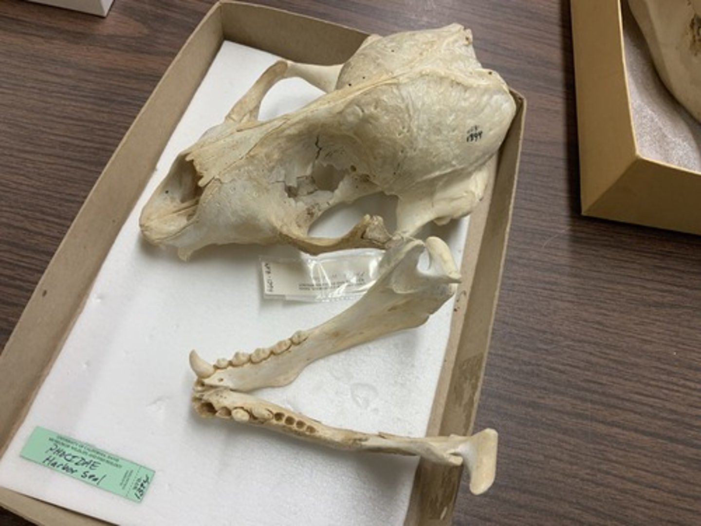 <p>Family, Suborder, Order, Infraclass, Subclass</p><p>-little sagittal crest</p><p>-med-length rostrum</p><p>-1C/1c</p><p>-shearing teeth</p><p>-mastoid process bound to auditory bullae</p>