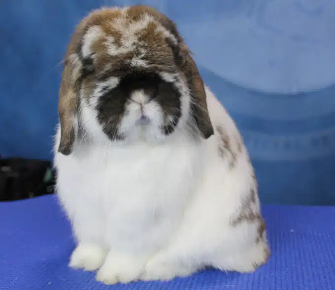 <p>What Breed Am I?</p>