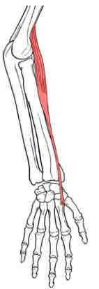 <p>Extensor Carpi Radialis Longus</p>