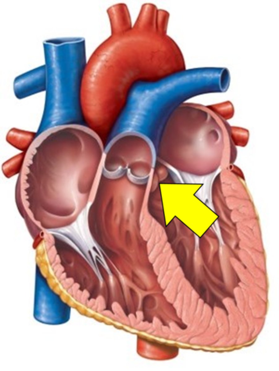 <p>Name the structure.</p>