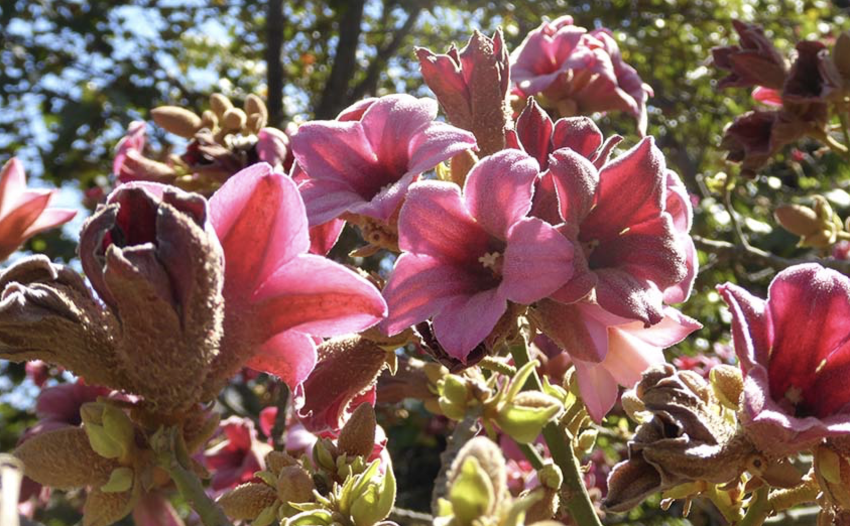 <p>Queensland lacebark, </p><p>very distinct large bell shaped flowers, everything is harry, flowers, leaves and seed pods, is a tree </p>