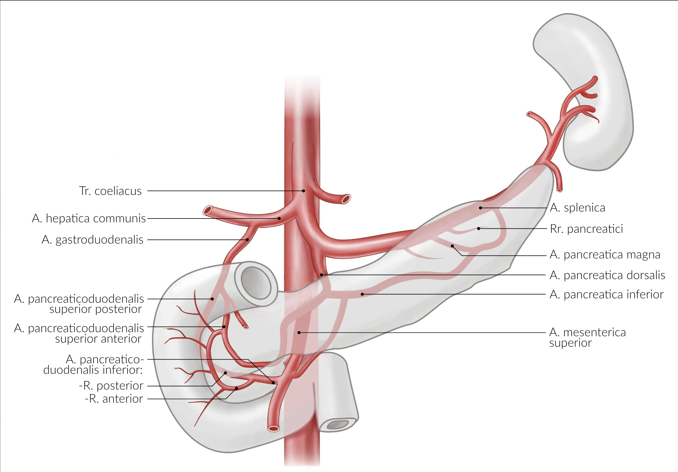 <p>C. Superior mesenteric artery (A. mesenterica superior)</p>