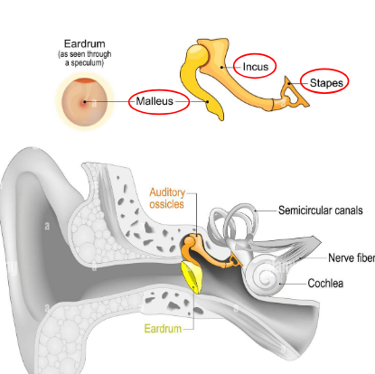 <p>bones of the middle ear</p><ul><li><p>malleus (hammer)</p></li><li><p>incus (anvil)</p></li><li><p>stapes (stirrup)</p></li></ul><p></p>