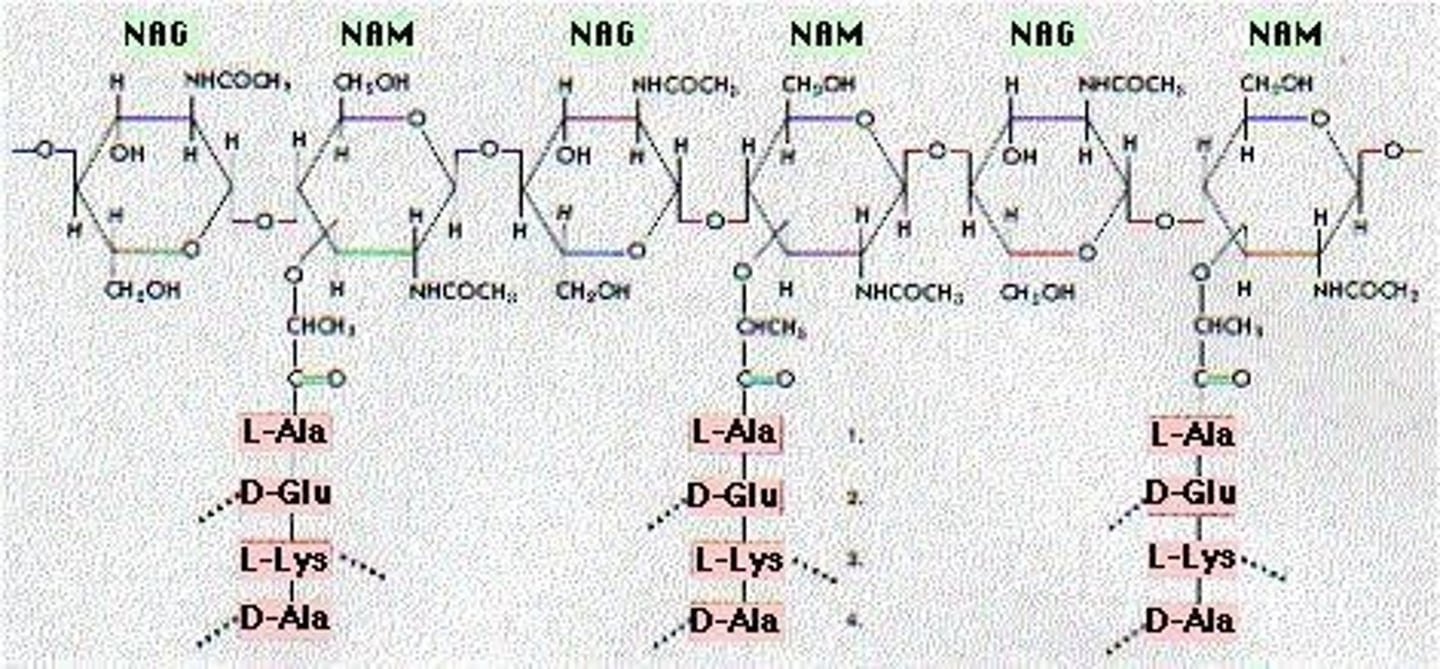 <p>To provide shape and structure to bacterial cells and protect them from changes in osmotic pressure.</p>