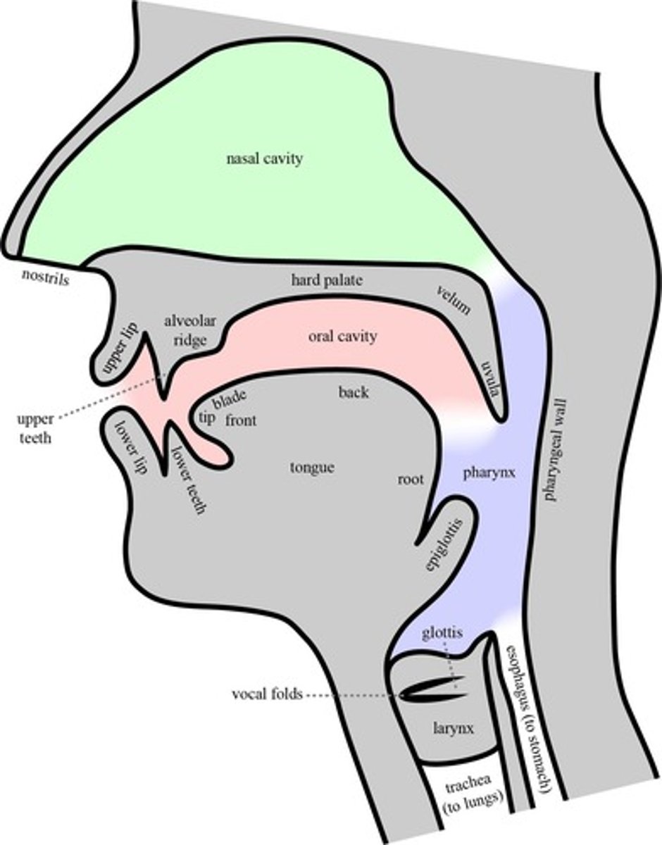 <p>The primary articulators are the lips, tongue, teeth, hard palate, and velum.</p>