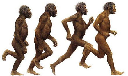 <p>The group of species that includes modern humans and our ancient relatives, known for walking on two legs.</p>