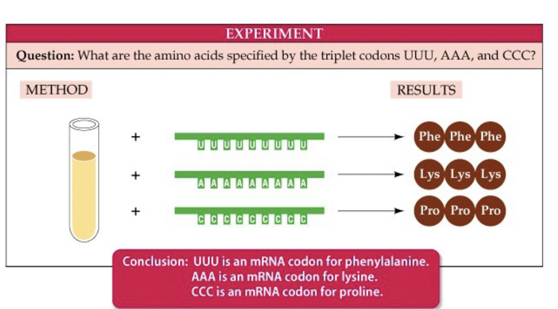 <ul><li><p>test tube has things from a cell that make proteins (ex. ribosomes)</p></li><li><p>add a strand of RNA that you made with a repeating sequence ex. AAA, AGA</p></li><li><p>analyze the results, which is a protein chain composed of amino acids corresponding to the RNA sequence</p></li><li><p>ex. UUUUUUUUUUUUUU → PhePhePhe…</p></li></ul>