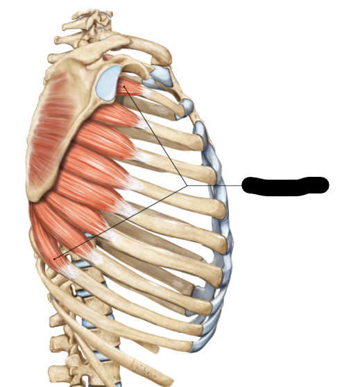<p>welke spier is dit?</p>