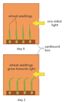<p><strong><u>Positive Phototropism in Plant Shoots:</u></strong></p><ul><li><p>The plant is exposed to ______ on one side.</p></li><li><p>________, a hormone, moves to the ________ side of the shoot.</p></li><li><p>_______ stimulates cells to grow _____ here.</p></li><li><p>This means the shoot bends ______ the light.</p></li><li><p>The plant receives ______ light, meaning ____________ can occur at a ______ rate.</p></li></ul><p></p>