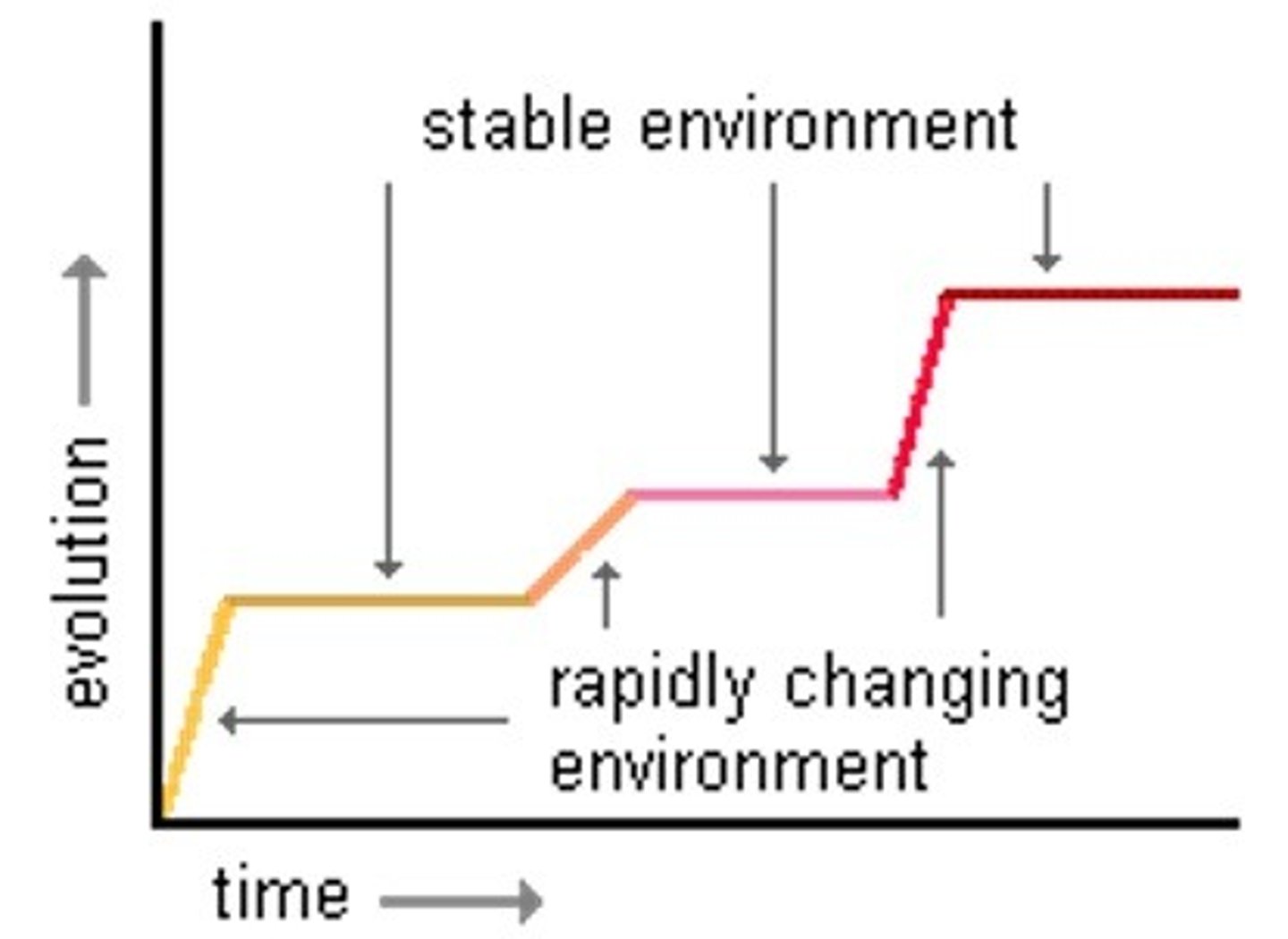 <p>Long periods of little change in a species evolution followed by short bursts of speciation due to rapid change in the environment or selection pressures.</p>