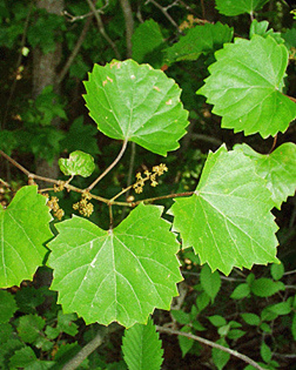 <p>-thick leaves</p><p>-edible</p><p>-purplish grapes in loose clusters</p><p>-serrated round leaves</p>