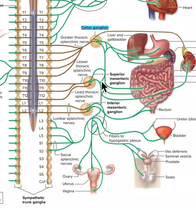<ul><li><p><strong>greater thoracic splanchnic nerves enter</strong></p></li><li><p>axons innervate stomach, duodenum, spleen, liver, gallbladder, pancreas<strong> (digestive organs)</strong></p></li><li><p><strong>T5-T9</strong></p></li></ul><p></p>