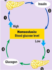 <ul><li><p><span style="font-family: Verdana, sans-serif">Maintains homeostasis of blood glucose levels&nbsp;</span></p></li><li><p><span style="font-family: Verdana, sans-serif">Releases directly into blood</span></p></li><li><p><span style="font-family: Verdana, sans-serif">Dual Functioning</span></p></li><li><p><span style="font-family: Verdana, sans-serif">Produces 2 antagonist Hormones&nbsp;</span></p><ol><li><p><span style="font-family: Verdana, sans-serif"><strong>Insulin</strong> – </span><span style="font-family: Verdana, sans-serif; color: yellow">lowers BS, moves glucose into cells</span></p></li><li><p><span style="font-family: Verdana, sans-serif"><strong>Glucagon</strong> – </span><span style="font-family: Verdana, sans-serif; color: yellow">increase BS</span></p><p>(^ antagonists)</p><p></p></li></ol></li><li><p><span style="font-family: Verdana, sans-serif"><strong>Type I DM </strong>– shortage of Insulin; impaired insulin production</span></p></li><li><p><span style="font-family: Verdana, sans-serif"><strong>Type II DM</strong> – lack of receptors in target cells'; impaired insulin secretion</span></p><p><span style="color: yellow">MOST COMMON ENDOCRINE DISORDER*</span></p></li></ul><p></p>