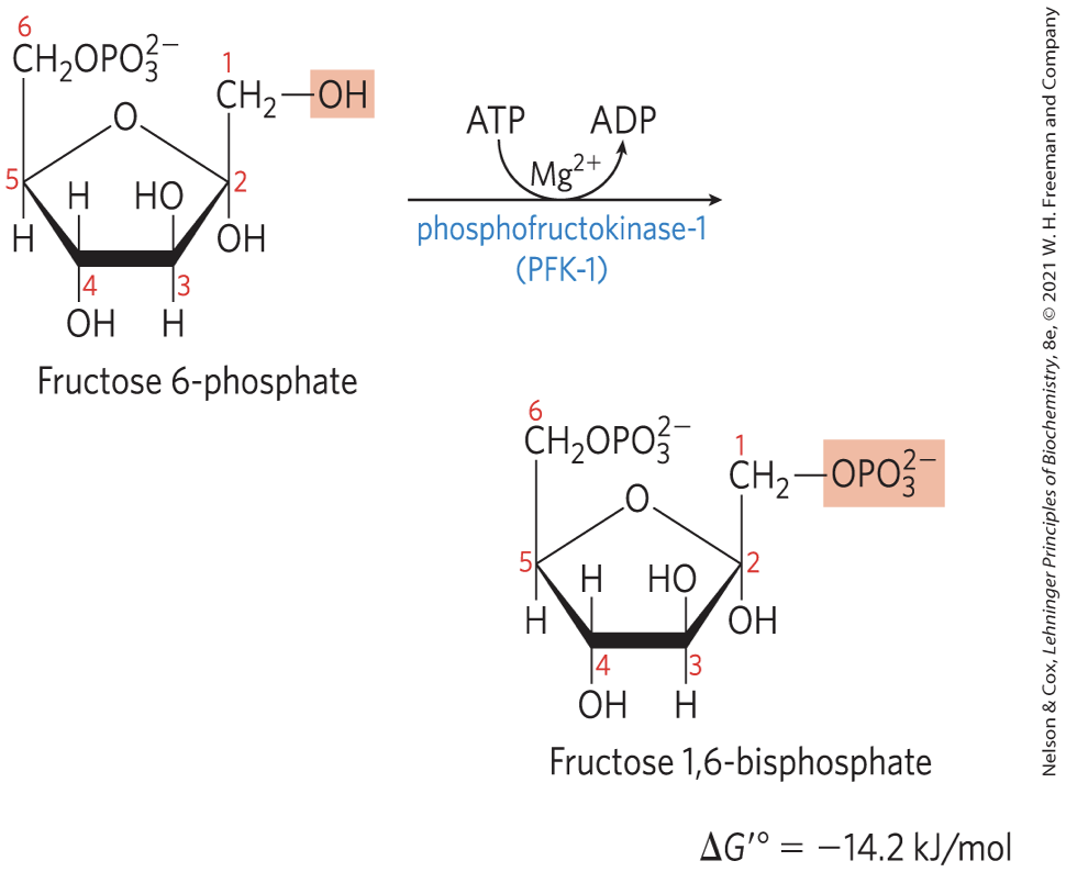 <p><strong>phosphofructokinase-1 (PFK-1) </strong>catalyzes the phosphorylation of fructose 6-phosphate to yield fructose 1,6-bisphosphate</p><ul><li><p><strong><u> irreversible </u></strong></p></li></ul><p></p>