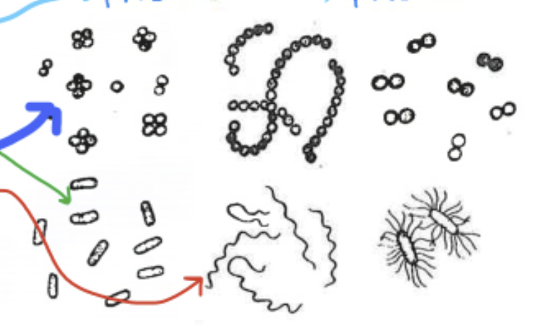 <p>bacilli - rod-shaped</p><p>cocci - spherical</p><p>spirilli (spirochetes) - helical/spiral </p>