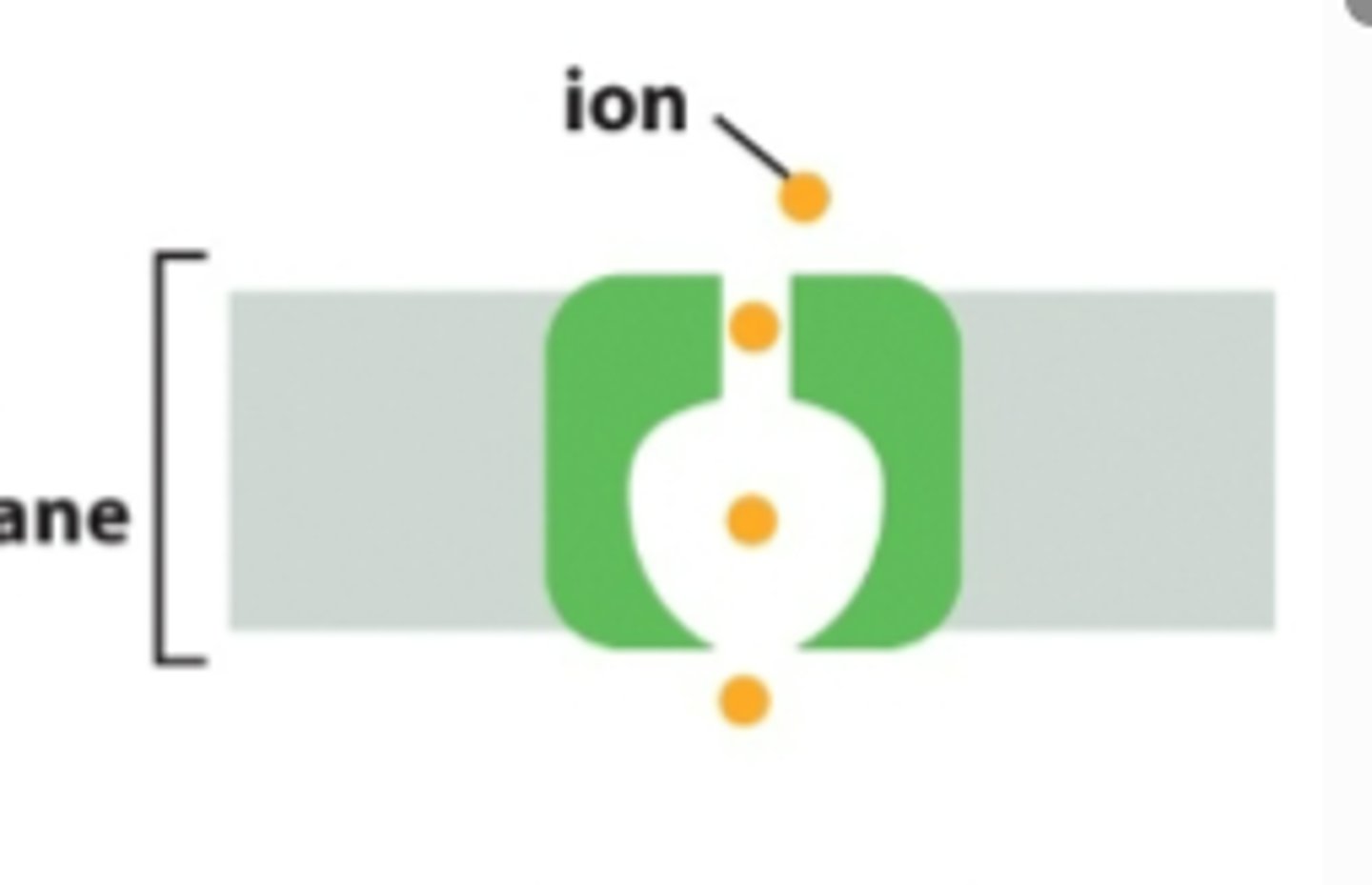 <p>passively move ions down their electrochemical gradient using voltage gates. GOES THROUGH ONE SHAPE CHANGE THAT ALLOWS MANY IONS TO PASS THROUGH</p>