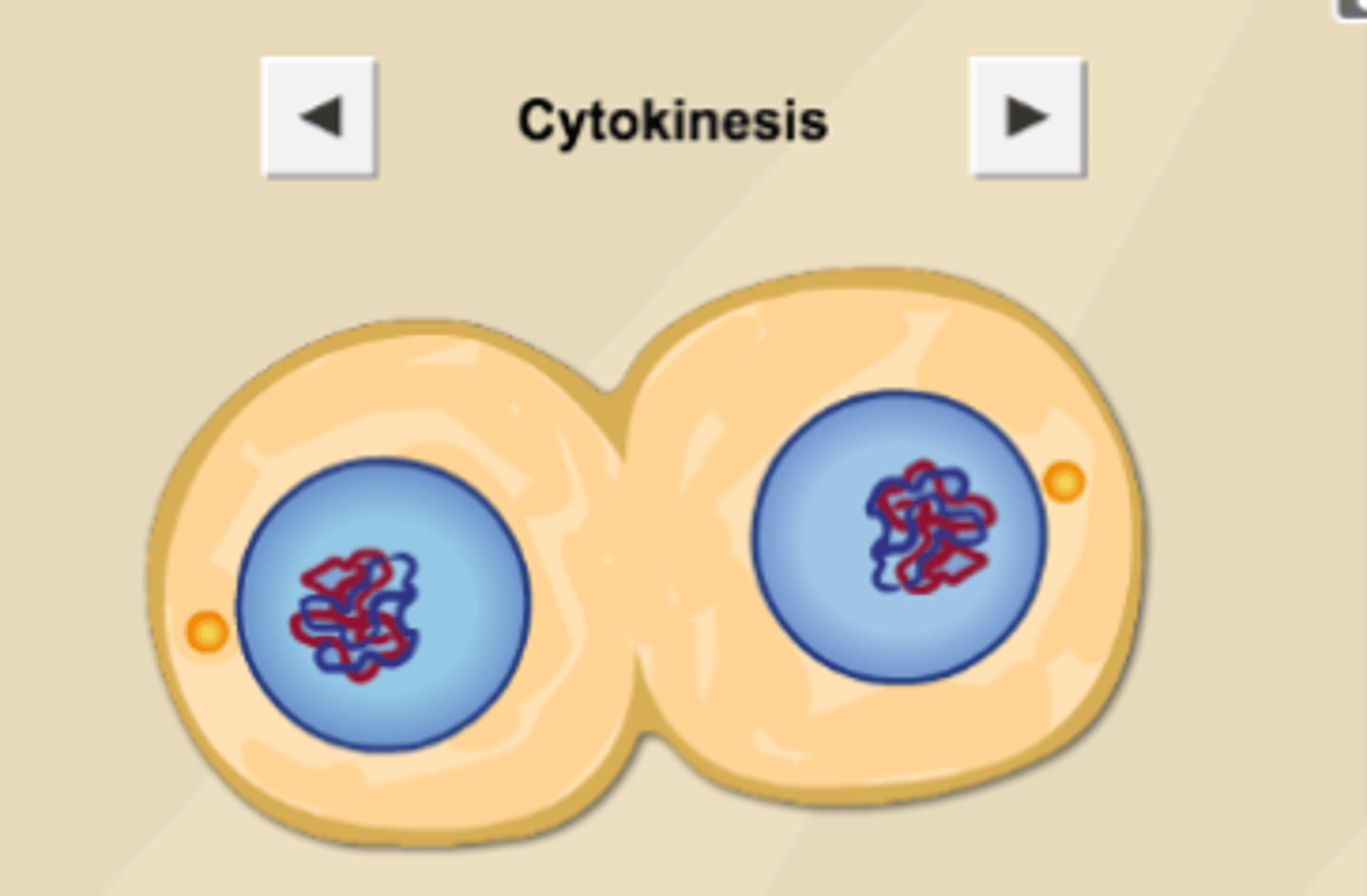 <p>- Two daughter nuclei form<br>- Same structure and chromosomes as the parent cell</p>