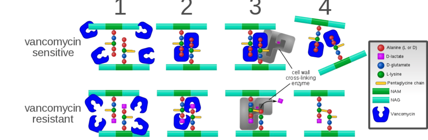 <p>Prevents cell wall synthesis by binding to D-ala-D-ala protion of the cell wall precursors and activating cell wall autolysis</p><p>→Time dependent killing with persistence</p><p>Acquired resistance uncommon as yet-developing in enterococci-considered serious human health concern</p>