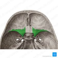 <p>Sphenoid bone </p>