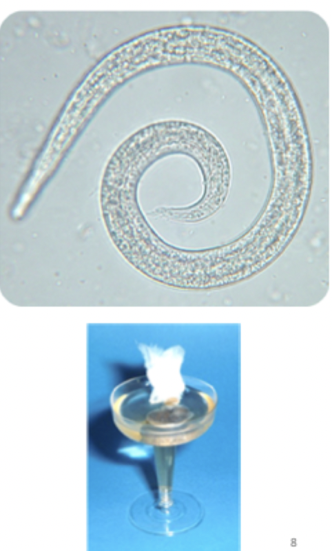 <p>Larvae that look like this were found on a Baermann exam of a fecal sample from a yorkie presenting with a chronic cough aggravated by cold air. What are they?</p>