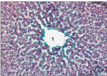 <p>Identify the structure:</p><p>Specie:</p><p>Parts:</p><p>1.__ </p><p>Stain used:</p>