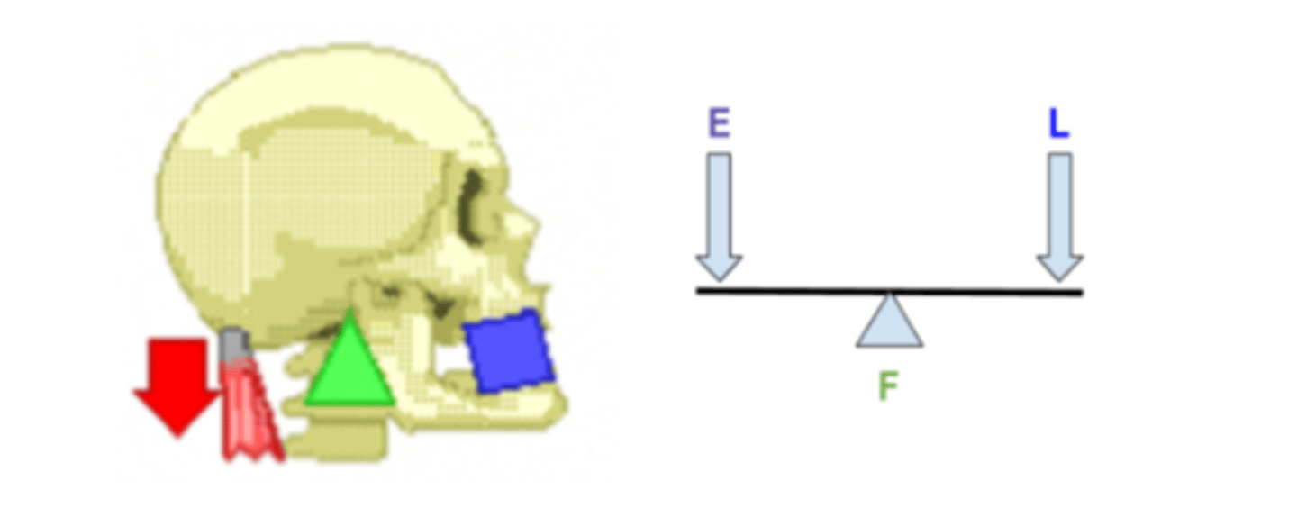 <p>First-class levers (it has the fulcrum placed between the load and the effort) (e.g. contractions of the muscle in the neck pull on the skull so that the face rises)</p>
