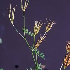 <p><span style="background-color: transparent;"><strong>Securigera varia — Crown vetch</strong></span></p>