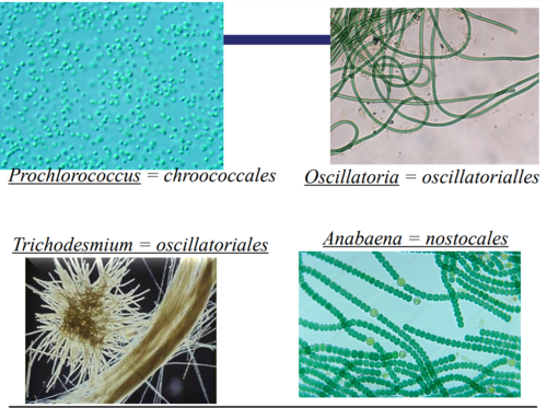 <ul><li><p>an example of functional group Phototrophic Bacteria</p></li><li><p><strong>Key genera (genus): </strong><u>Prochlorococcus</u>, <u>Trichodesmium</u>,&nbsp;<u>Oscillatoria, Anabaena</u>&nbsp;</p></li><li><p>Large, morphologically, ecologically heterogeneous group of oxygenic, phototrophic Bacteria&nbsp;</p></li><li><p><em>First oxygen-evolving phototrophs</em>&nbsp;</p></li><li><p><strong>All fix CO2</strong>&nbsp;by the Calvin cycle.&nbsp;</p></li><li><p>generate energy by fermentation or aerobic respiration of carbon storage products (e.g., glycogen) during night&nbsp;</p></li><li><p>specialized membrane systems called thylakoids that increase ability to harvest light energy</p></li><li><p>Cell walls contain peptidoglycan.</p></li><li><p>Photosynthesis occurs in thylakoid membrane.&nbsp;</p></li><li><p>produce pigments</p></li><li><p>responsible for nitrogen fixation</p></li><li><p>Nitrogenase is sensitive to oxygen, so fixation cannot occur with oxygenic photosynthesis.</p></li><li><p><span>Prochlorococcus are most abundant ocean phototrophs, contributing 80% of marine photosynthesis and 35% of all Earth’s photosynthesis</span></p></li><li><p><span>important metabolic products (e.g., potent neurotoxins and toxic blooms, geosmin in water = smell of rain, earthy taste)</span></p></li></ul><p></p>